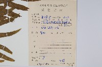 友水龍骨藏品圖，第2張