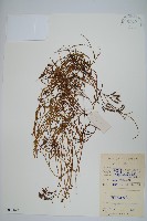 木賊葉石松藏品圖，第1張