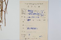 木賊葉石松藏品圖，第2張