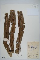 大星蕨藏品圖，第1張