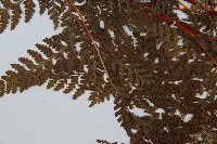 碗蕨藏品圖，第5張