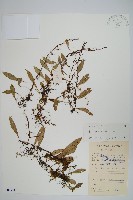 披針骨牌蕨藏品圖，第1張