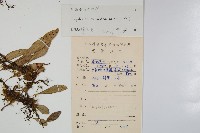 披針骨牌蕨藏品圖，第2張