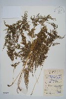 日本金粉蕨藏品圖，第1張