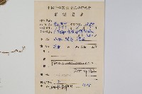 箭葉鳳尾蕨藏品圖，第1張