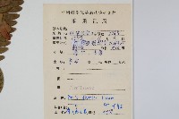 傅氏鳳尾蕨藏品圖，第2張