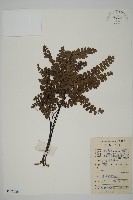 扇葉鐵線蕨藏品圖，第1張