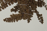 扇葉鐵線蕨藏品圖，第4張