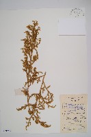 燈龍草藏品圖，第1張