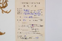 燈龍草藏品圖，第2張