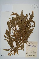 曲軸海金沙藏品圖，第1張