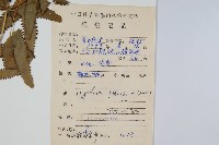 曲軸海金沙藏品圖，第2張