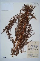 烏蕨藏品圖，第1張