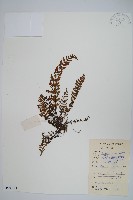 毛軸碎米蕨藏品圖，第1張