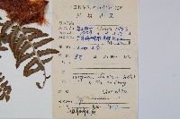 闊鱗鱗毛蕨藏品圖，第2張