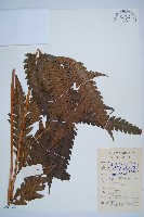 日本狗脊蕨藏品圖，第1張