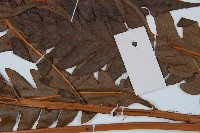 日本狗脊蕨藏品圖，第3張