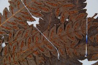 日本狗脊蕨藏品圖，第4張