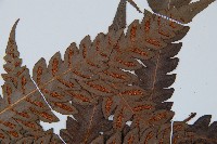 日本狗脊蕨藏品圖，第5張