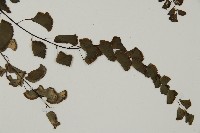 半月形鐵線蕨藏品圖，第3張