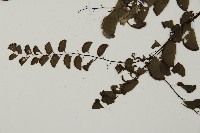 半月形鐵線蕨藏品圖，第4張