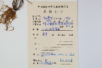 細葉碎米蕨藏品圖，第2張