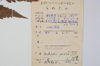 日本狗脊蕨藏品圖，第2張