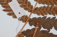 日本狗脊蕨藏品圖，第3張