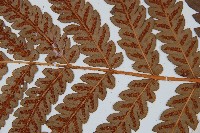 日本狗脊蕨藏品圖，第4張