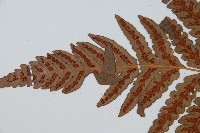 日本狗脊蕨藏品圖，第5張