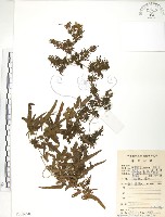 海金沙藏品圖，第1張