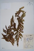 密毛毛蕨藏品圖，第1張