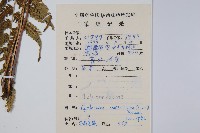 密毛毛蕨藏品圖，第2張