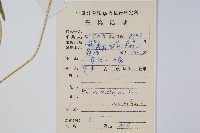 鳳尾蕨藏品圖，第2張