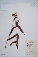 假蹄蓋蕨藏品圖，第1張