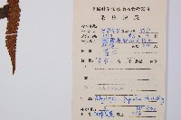 假蹄蓋蕨藏品圖，第2張