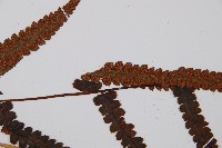 假蹄蓋蕨藏品圖，第3張