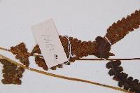 假蹄蓋蕨藏品圖，第4張