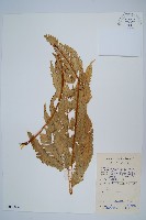 弧脈鳳尾蕨藏品圖，第1張