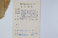 弧脈鳳尾蕨藏品圖，第2張