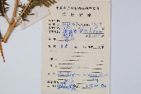 大金星蕨藏品圖，第2張