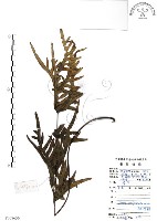 半邊羽裂鳳尾蕨藏品圖，第1張