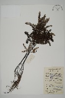 扇葉鐵線蕨藏品圖，第1張