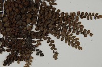 扇葉鐵線蕨藏品圖，第3張