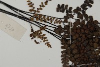 扇葉鐵線蕨藏品圖，第4張