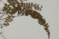 鞭葉鐵線蕨藏品圖，第3張