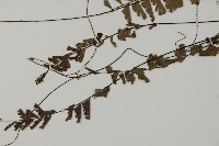 鞭葉鐵線蕨藏品圖，第4張