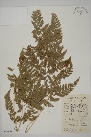 腫足蕨藏品圖，第1張