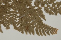 腫足蕨藏品圖，第3張