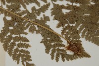 腫足蕨藏品圖，第4張